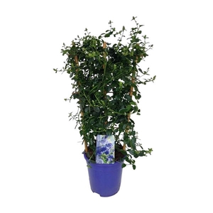 Ceanothus thyrsiflorus var. repens