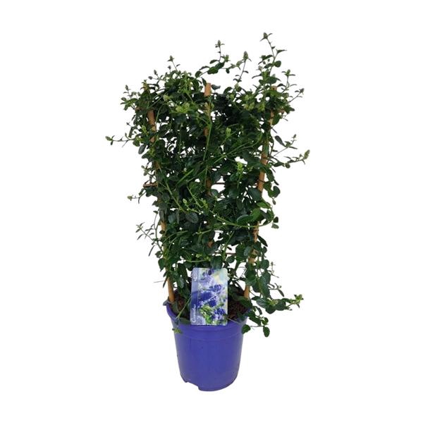 <h4>Ceanothus thyrsiflorus var. repens</h4>