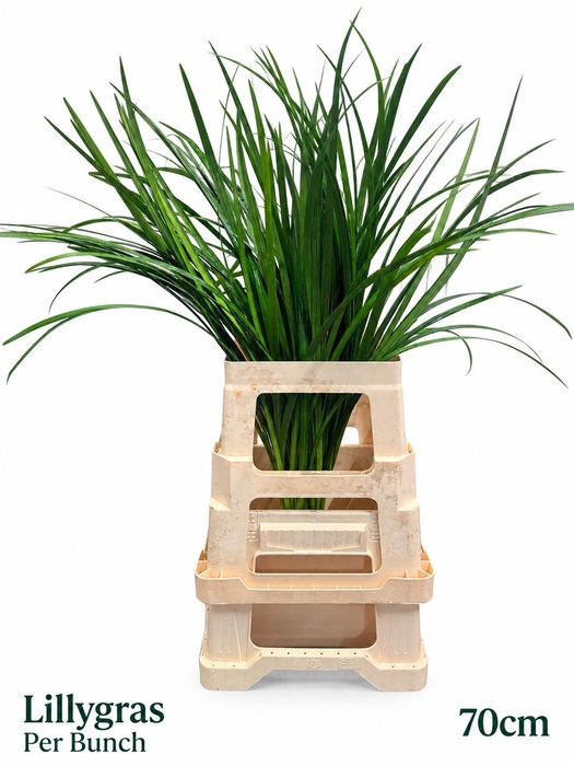 <h4>DECOGROEN GROOT BLAD</h4>