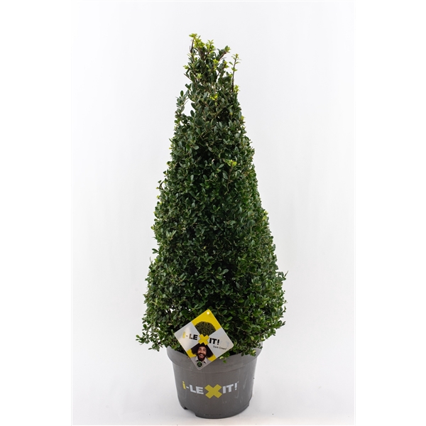 <h4>Ilex crenata Dark Green, P29, Kegel 70-80cm</h4>