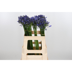 Agapanthus Intermedia