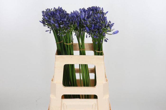 <h4>Agapanthus Intermedia</h4>