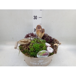 Arr.  Sempervivum L%