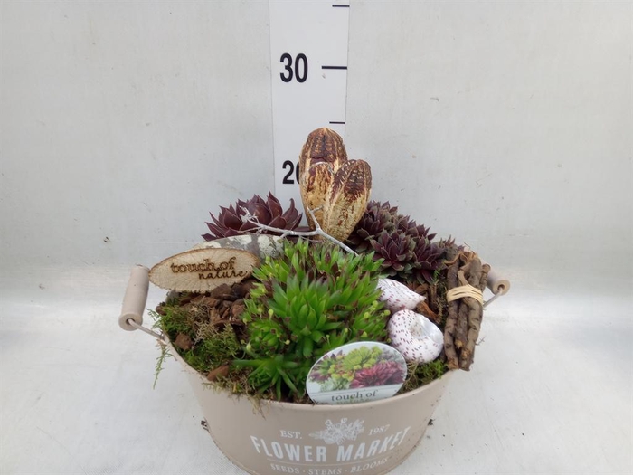 <h4>Arr. Sempervivum L%</h4>