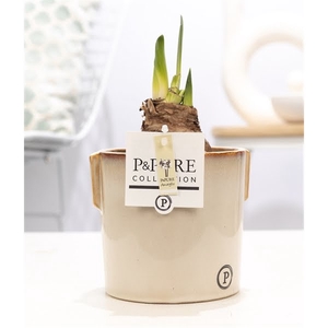 Hippeastrum white in P&PURE Lauren ceramics