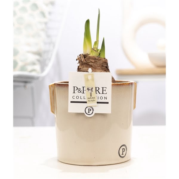 <h4>Hippeastrum white in P&PURE Lauren ceramics</h4>