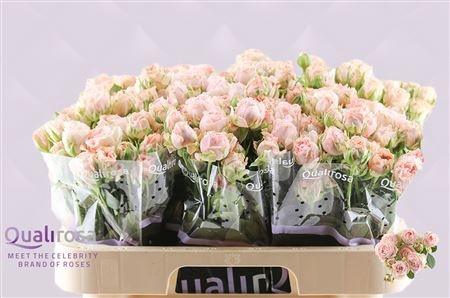 <h4>R Tr Bombastic Qualirosa</h4>
