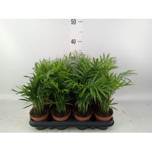 Chamaedorea elegans