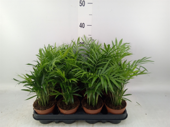<h4>Chamaedorea elegans</h4>