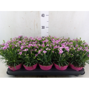 Dianthus  'Pink Kisses'
