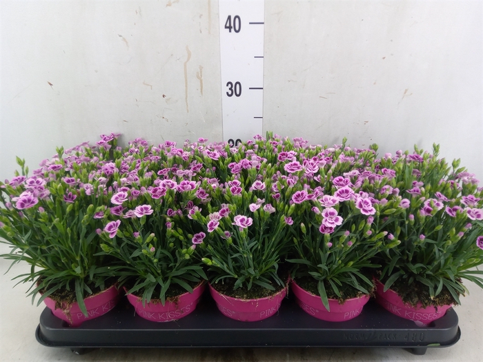 <h4>Dianthus  'Pink Kisses'</h4>