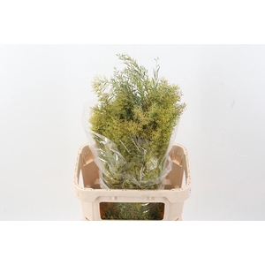 Acacia Bl Cl Lune Bs