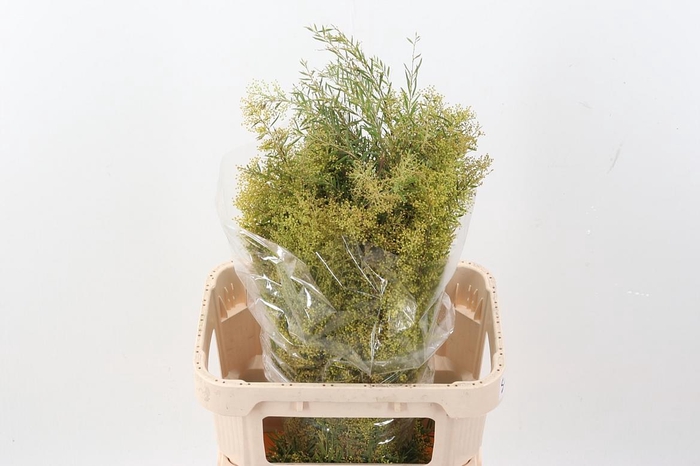 <h4>Acacia Bl Cl Lune Bs</h4>