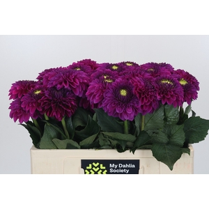 Dahlia Purple Fox