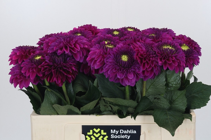 <h4>Dahlia Purple Fox</h4>