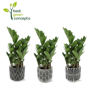 ARR ZAMIOCULCAS