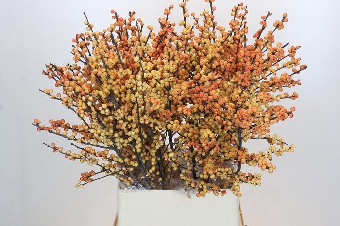 <h4>Ilex Cresgold</h4>