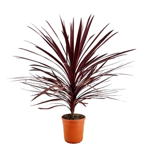 Cordyline australis red star