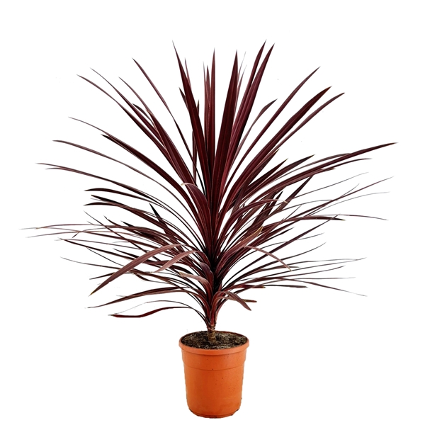 <h4>Cordyline australis red star</h4>