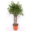 Ficus Exotica