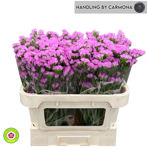 LIM S ROSA SUN BIRDS