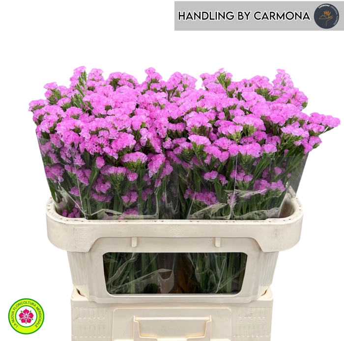 <h4>LIM S ROSA SUN BIRDS</h4>