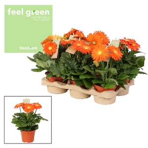 Gerbera oranje tinten 2+ bl. Feel Green, nature Decorum