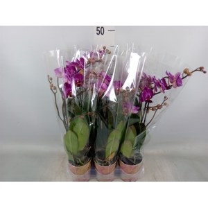 Phalaenopsis multi. 'Ant Morelia'