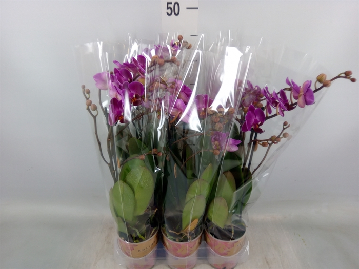 <h4>Phalaenopsis multi. 'Ant Morelia'</h4>