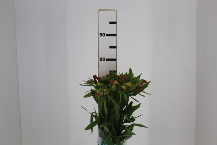 <h4>ALSTROEMERIA OPTIMA 080 CM</h4>