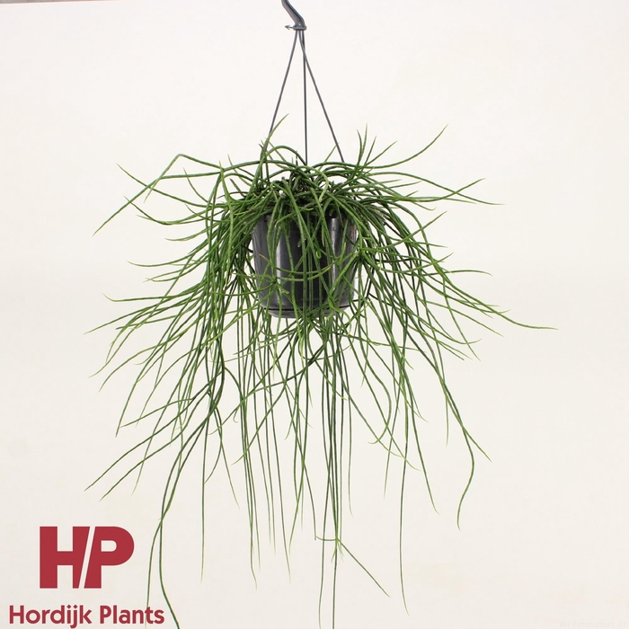 <h4>Rhipsalis floccosa</h4>