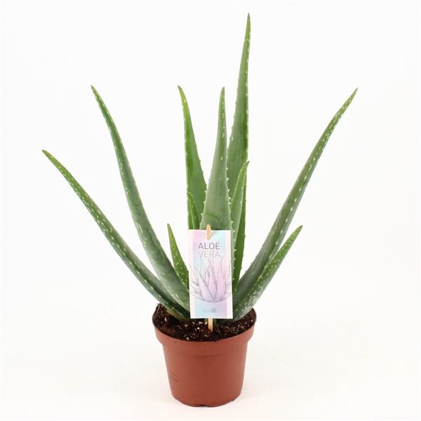 <h4>Aloe vera</h4>