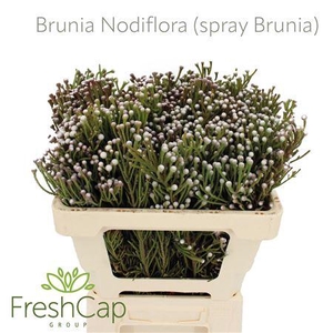 Brunia Nodiflora (spray Brunia)