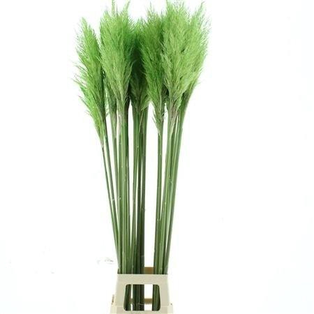 <h4>CORTA SELLOAN KLB H%</h4>