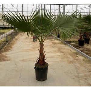 Washingtonia robusta
