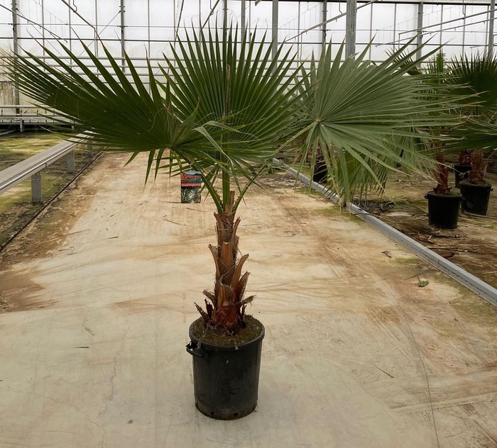Washingtonia robusta