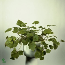 arr8 Tolmiea Menziesii