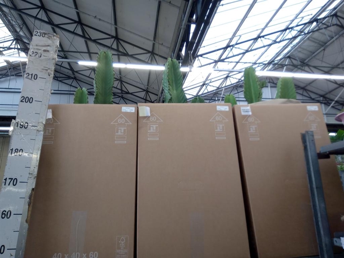 <h4>Euphorbia ingens</h4>