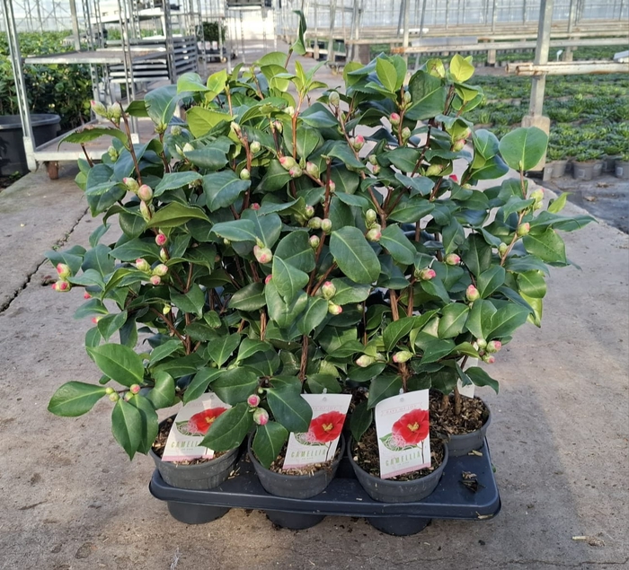 <h4>Camellia Jap Dr King</h4>