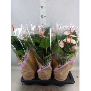 Anthurium  'Pr. Amalia Elegance'