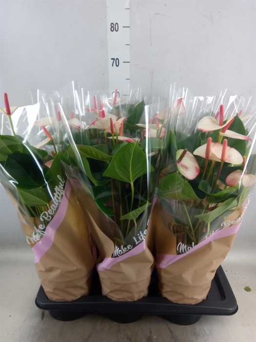 <h4>Anthurium  'Pr. Amalia Elegance'</h4>