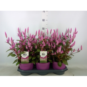 Celosia spic. 'Wild Pink'