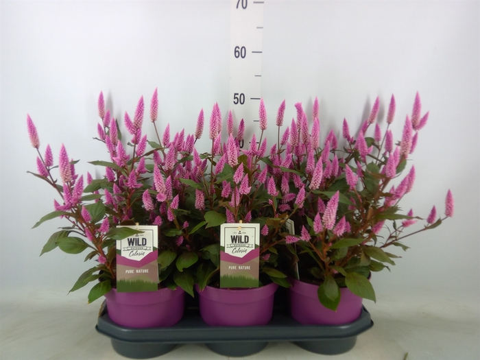 <h4>Celosia spic. 'Wild Pink'</h4>