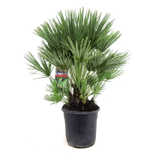 Chamaerops humilis