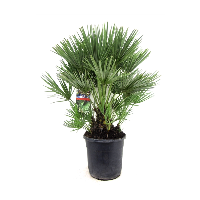<h4>Chamaerops humilis</h4>