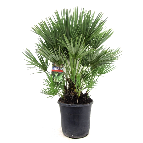 <h4>Chamaerops humilis</h4>