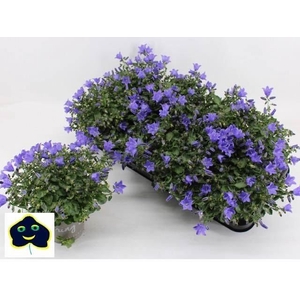 Campanula  'Starina Spring Bell'