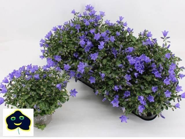 <h4>Campanula  'Starina Spring Bell'</h4>