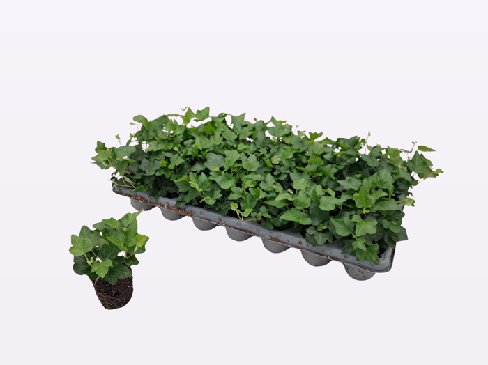 <h4>HED HE WONDER</h4>