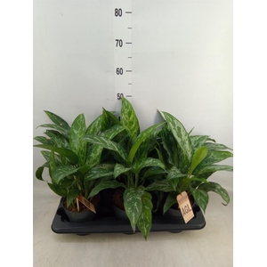 Aglaonema  'Green Lady'